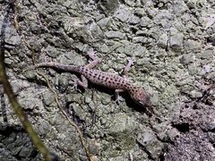 Cyrtodactylus zebraicus
