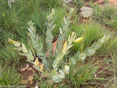 Gomphocarpus glaucophyllus