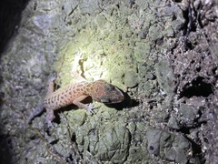 Cyrtodactylus zebraicus