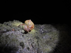 Gastropoda