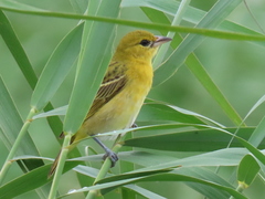 Ploceus intermedius cabanisii
