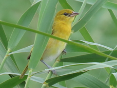 Ploceus intermedius cabanisii