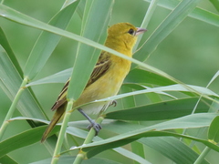 Ploceus intermedius cabanisii