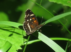 Anthanassa texana seminole