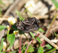 Helias phalaenoides