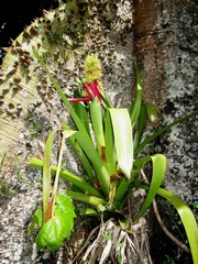 Aechmea aquilega