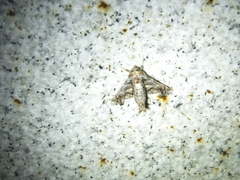 Eutelia adulatricoides