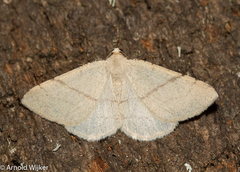Adactylotis gesticularia