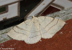 Adactylotis gesticularia