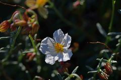 Helianthemum apenninum