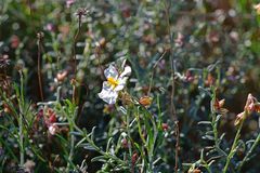 Helianthemum apenninum