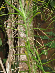 Freycinetia excelsa