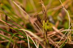 Carex humilis
