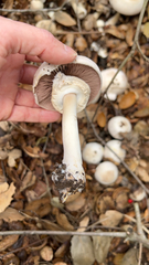 Pseudochitonia