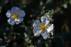 Helianthemum apenninum