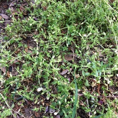 Stellaria