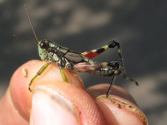 Dendrotettix quercus