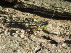 Dendrotettix quercus