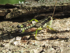 Dendrotettix quercus