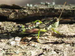 Dendrotettix quercus