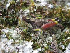 Dendrotettix quercus