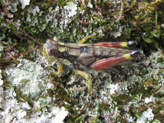 Dendrotettix quercus