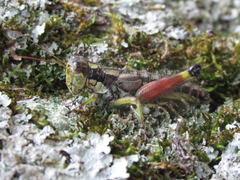 Dendrotettix quercus