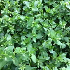 Stellaria