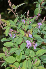 Desmodium orbiculare