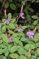 Desmodium orbiculare