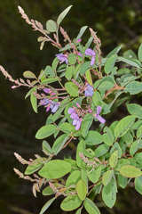 Desmodium orbiculare