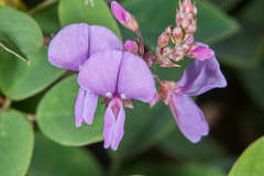 Desmodium orbiculare
