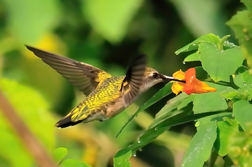 Ruby-throated Hummingbird photographed in Ohio