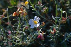 Helianthemum apenninum