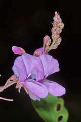 Desmodium orbiculare
