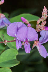 Desmodium orbiculare