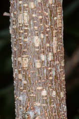 Desmodium orbiculare