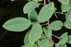 Desmodium orbiculare