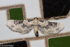 Eupithecia gratiosata