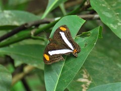 Adelpha basiloides