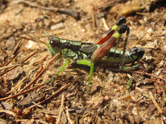 Dendrotettix quercus