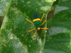 Paryphes