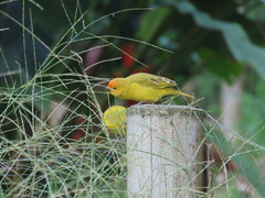 Sicalis flaveola flaveola