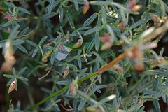 Helianthemum apenninum