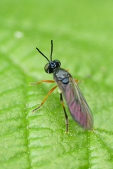 Dioctria longicornis