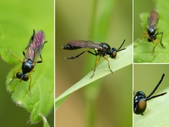 Dioctria longicornis