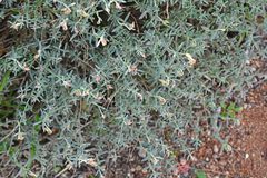 Helianthemum apenninum