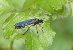 Dioctria oelandica