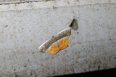 Opisthoxia branickiaria