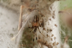 Cryptachaea
